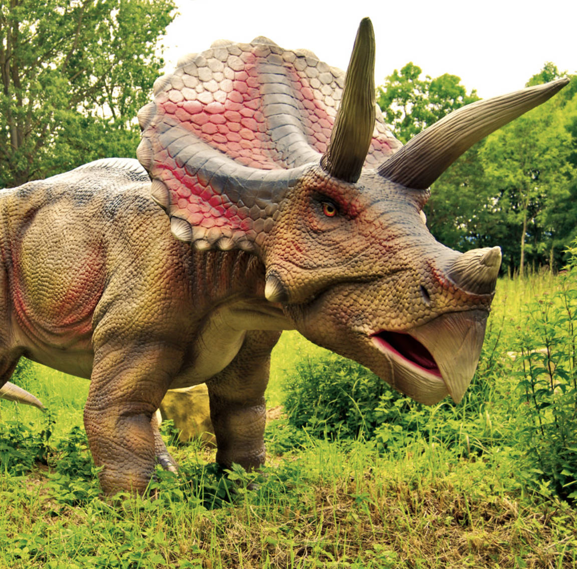 Triceratops